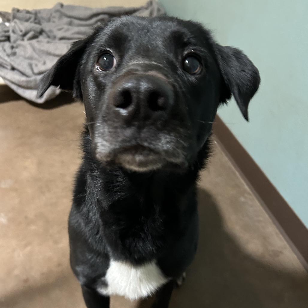 Enlarge Dude, a Adoptable Labrador Retriever in Flagstaff, AZ image 5/6