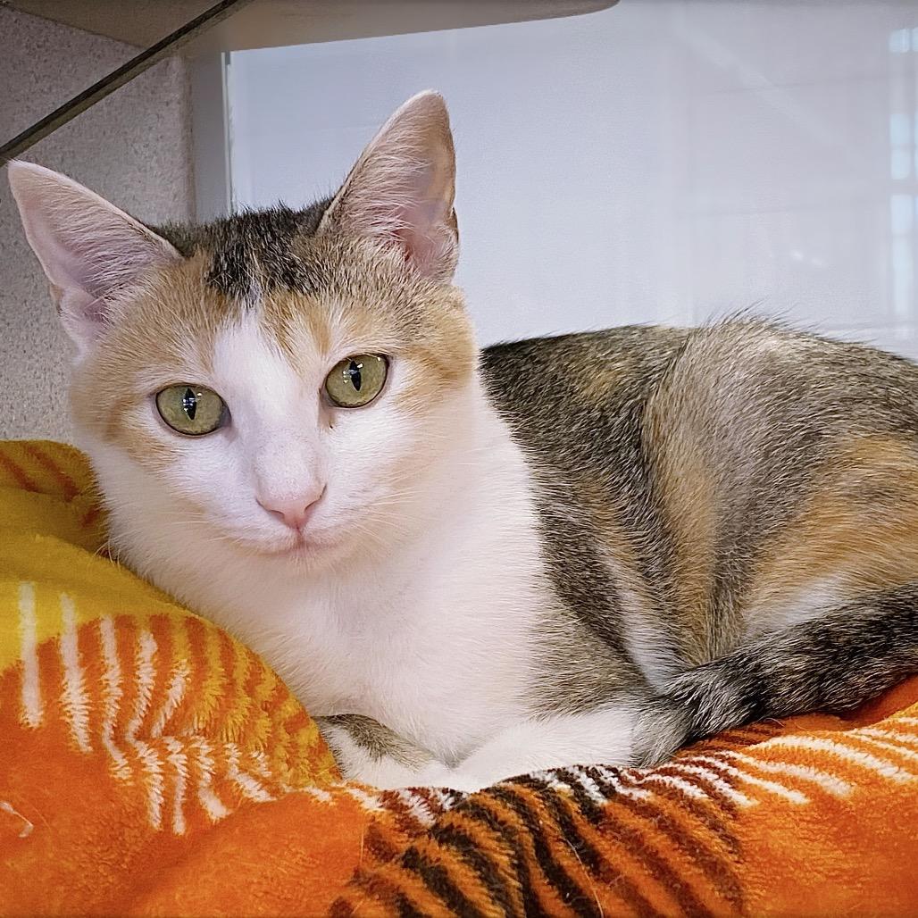 Shannon, Adoptable, Young Female Domestic Short Hair.
