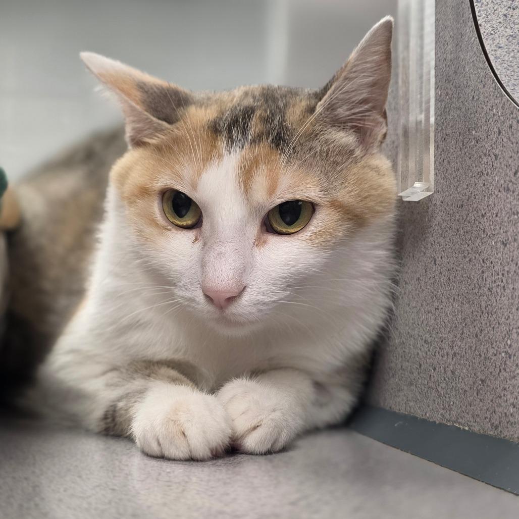 Shannon, a Adoptable Domestic Short Hair in Huntsville, AL image 2/6