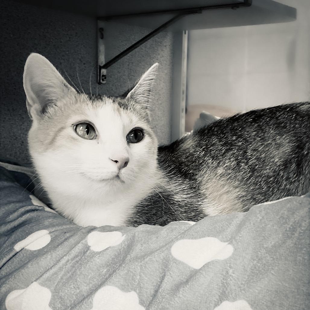 Shannon, a Adoptable Domestic Short Hair in Huntsville, AL image 3/6