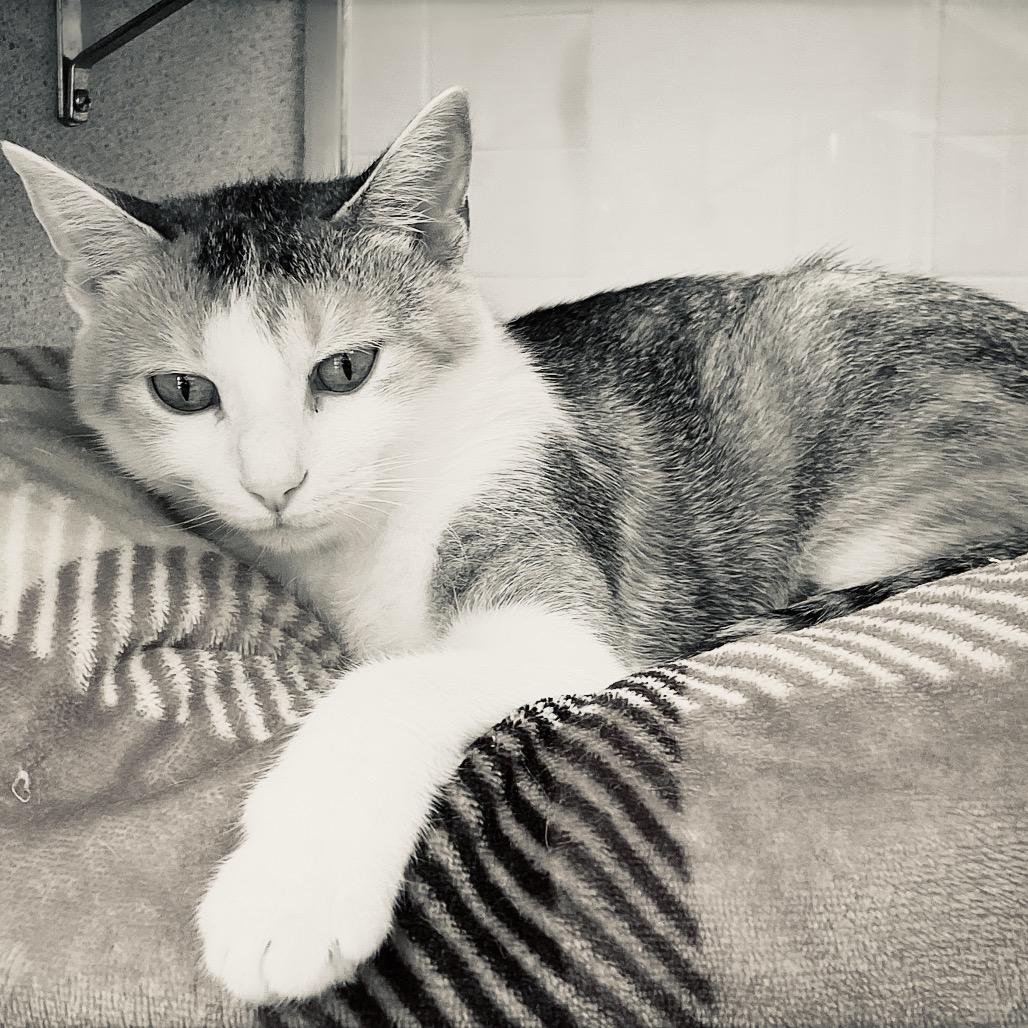 Shannon, a Adoptable Domestic Short Hair in Huntsville, AL image 4/6