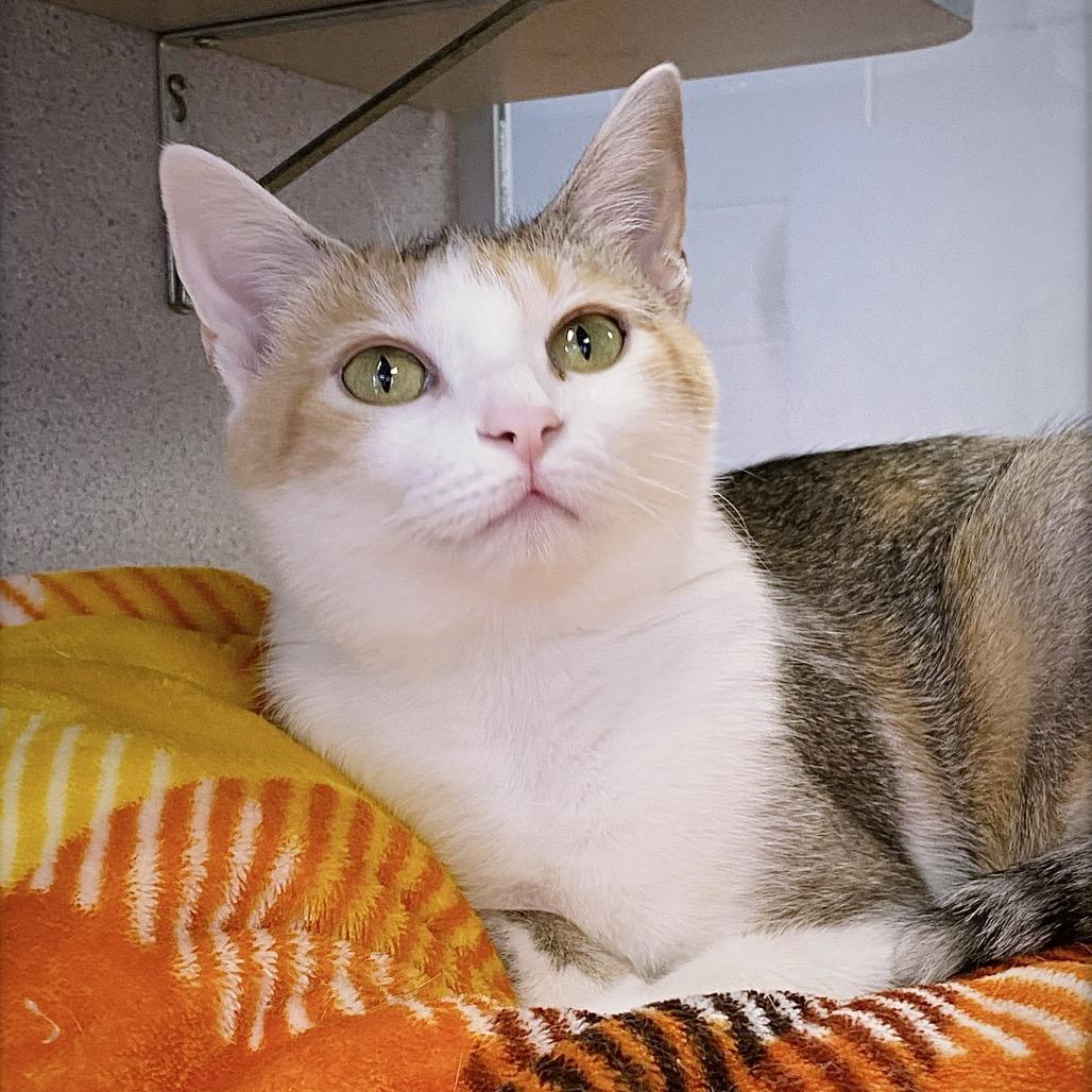 Shannon, a Adoptable Domestic Short Hair in Huntsville, AL image 5/6