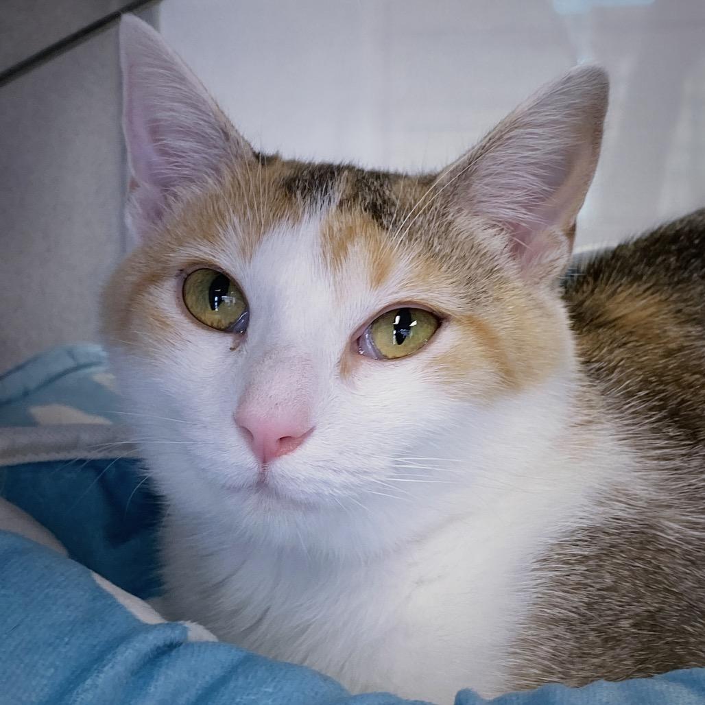Shannon, a Adoptable Domestic Short Hair in Huntsville, AL image 6/6