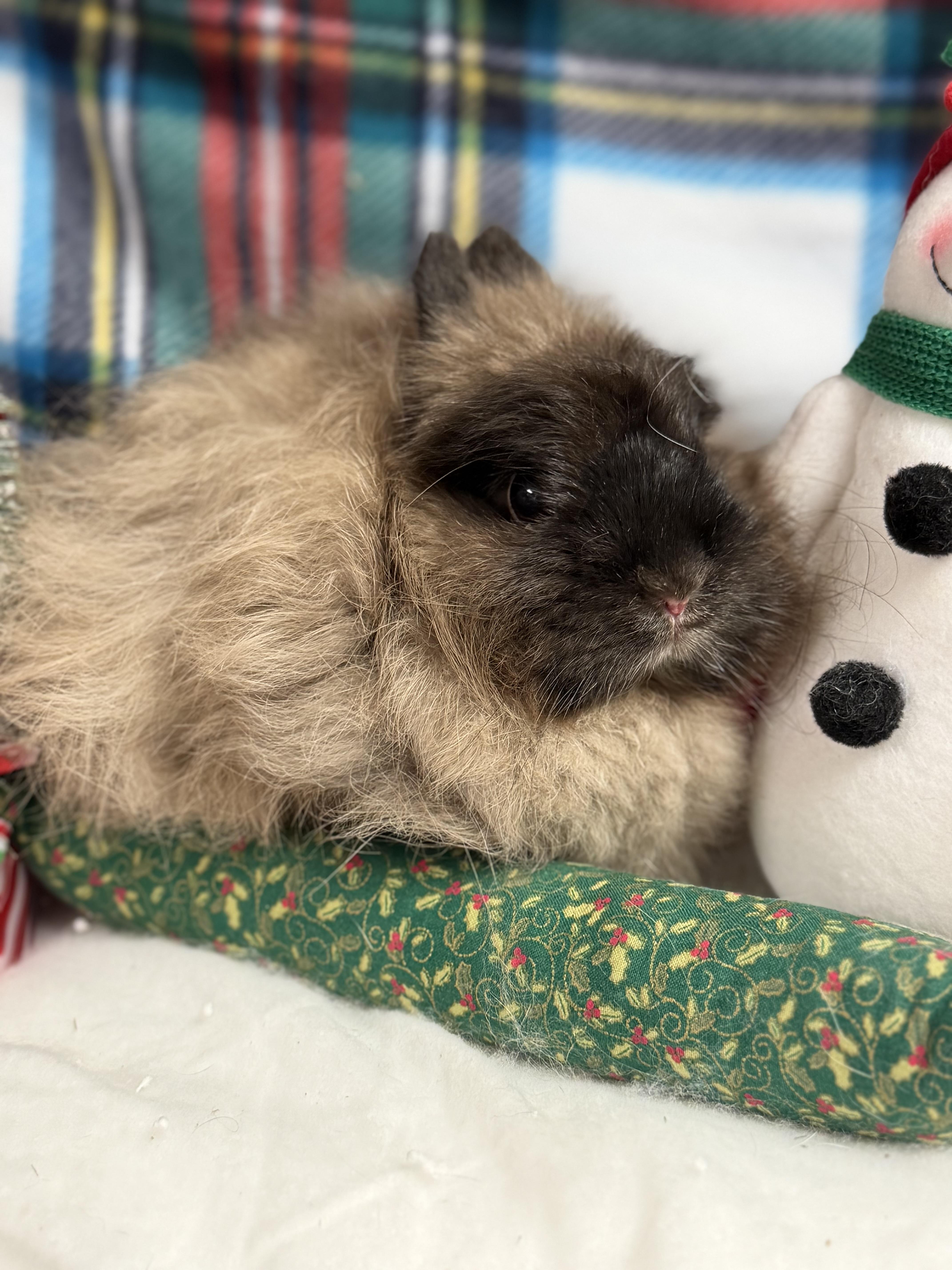 Enlarge Taylor: video !!, a Adoptable Jersey Wooly in Edinburg, PA image 6/6