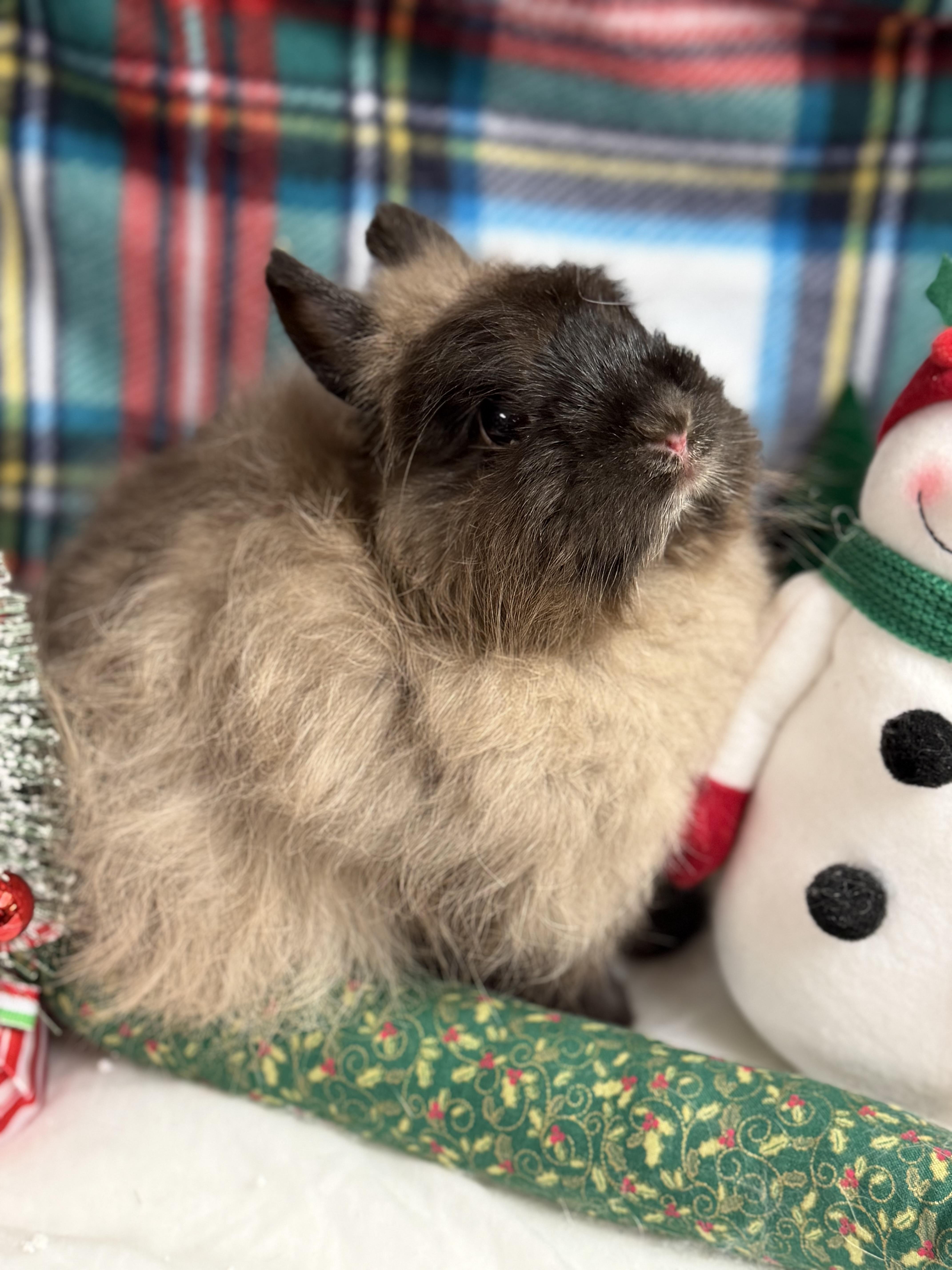 Enlarge Taylor: video !!, a Adoptable Jersey Wooly in Edinburg, PA image 4/6