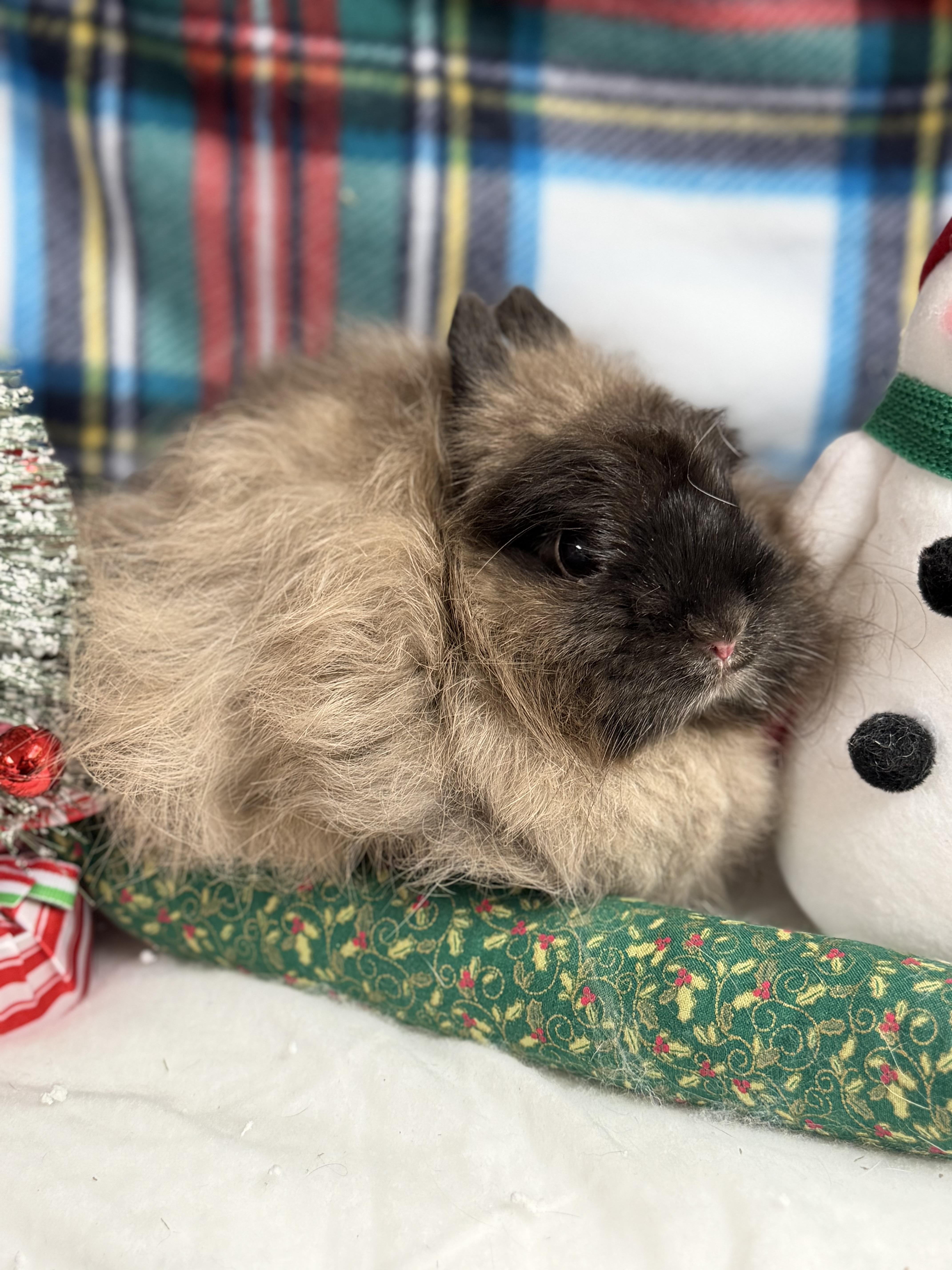 Enlarge Taylor: video !!, a Adoptable Jersey Wooly in Edinburg, PA image 3/6