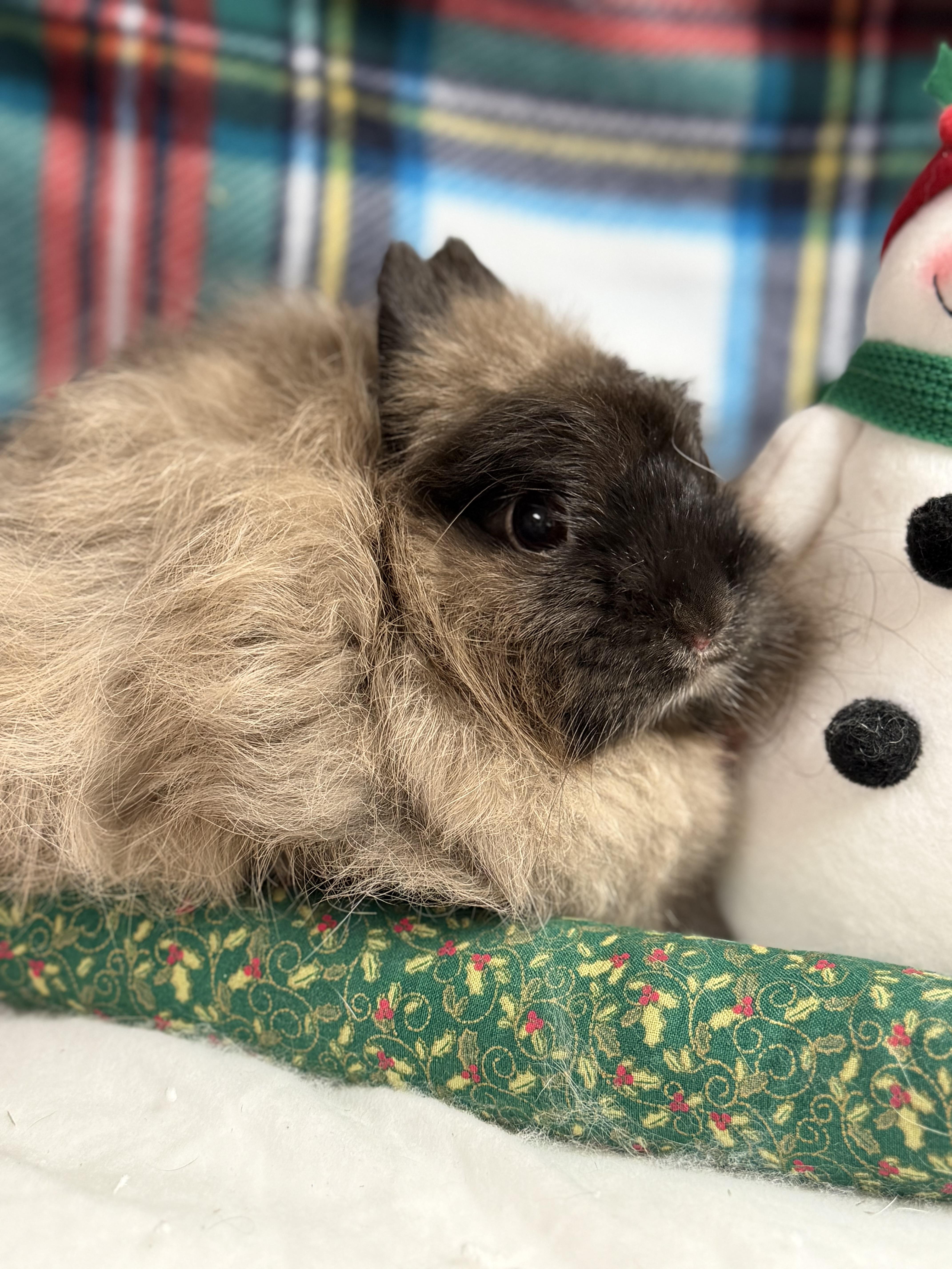 Enlarge Taylor: video !!, a Adoptable Jersey Wooly in Edinburg, PA image 5/6