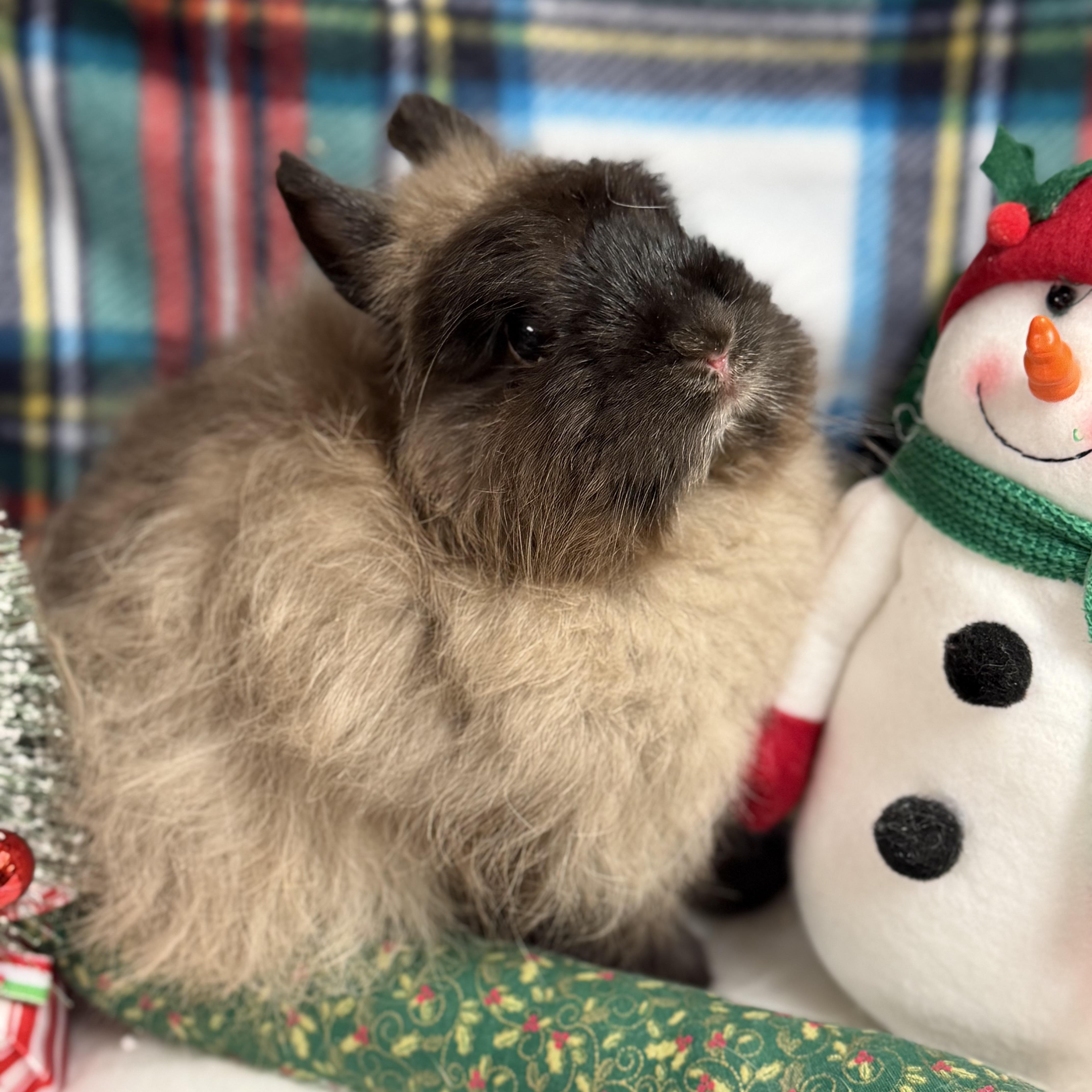 Enlarge Taylor: video !!, a Adoptable Jersey Wooly in Edinburg, PA image 1/6