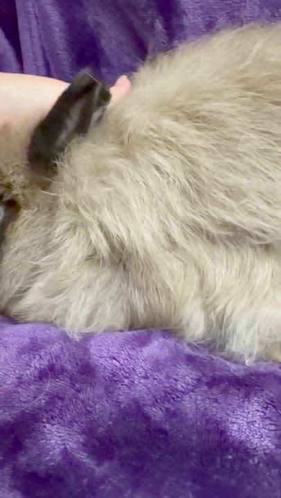 Enlarge Taylor: video !!, a Adoptable Jersey Wooly in Edinburg, PA video 2/6