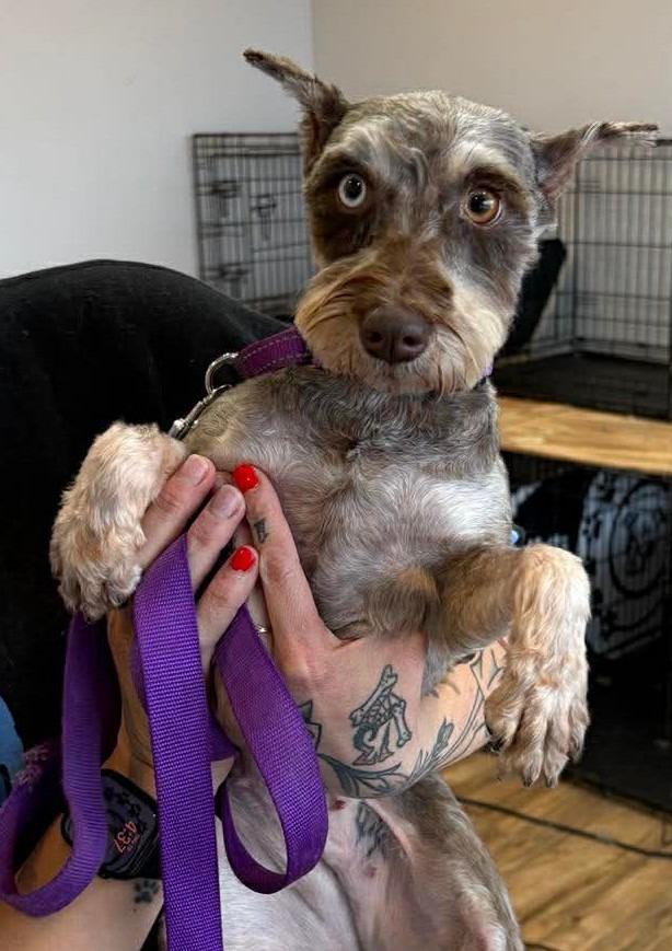 Caroline $475, Adoptable, Adult Female Schnauzer & Poodle.