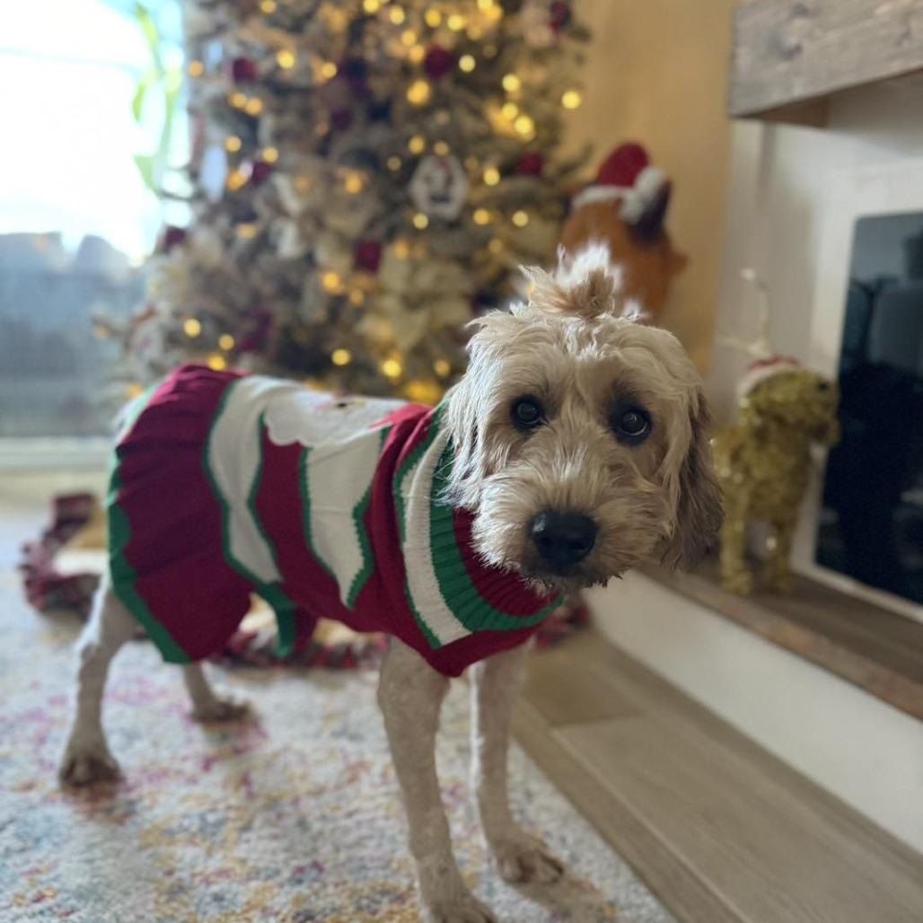 Jane, Adoptable, Adult Female Wheaten Terrier.