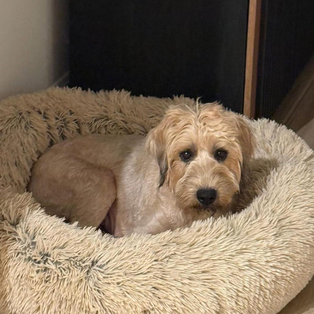 Jane, a Adoptable Wheaten Terrier in Sarasota, FL image 2/3