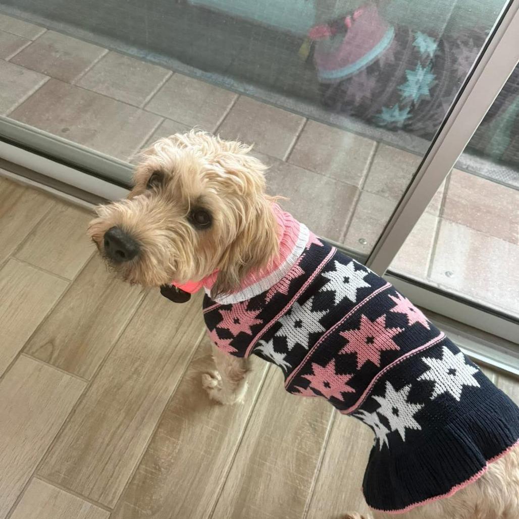 Jane, a Adoptable Wheaten Terrier in Sarasota, FL image 3/3