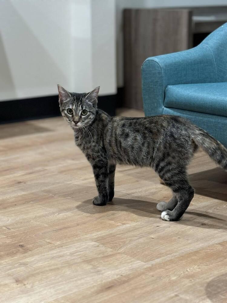 Hannah Solo, Adoptable, Adult Female Domestic Short Hair & Tabby.