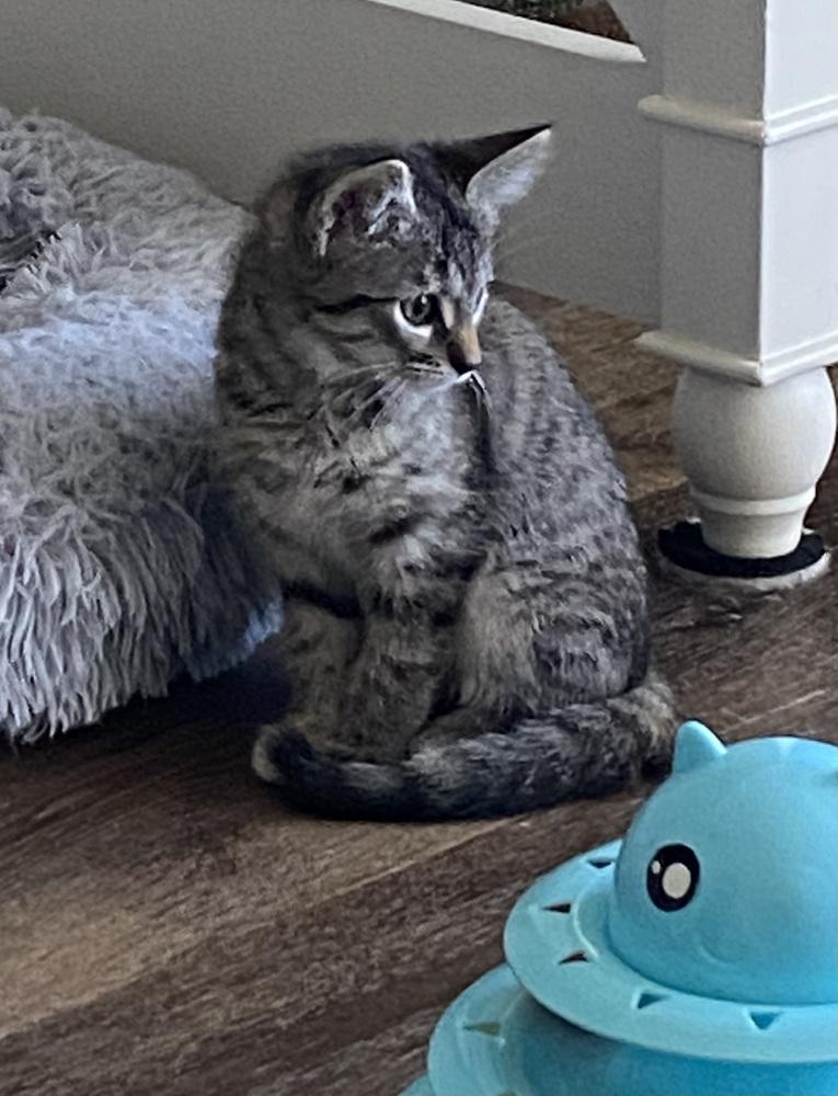 Enlarge Hannah Solo, a Adoptable mixed breed in Dallas, TX image 2/6