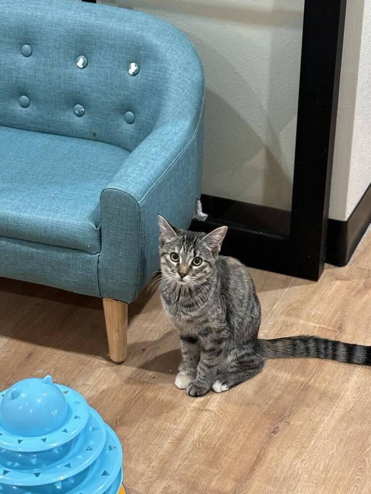 Hannah Solo, Adoptable, Adult Female Domestic Short Hair & Tabby.