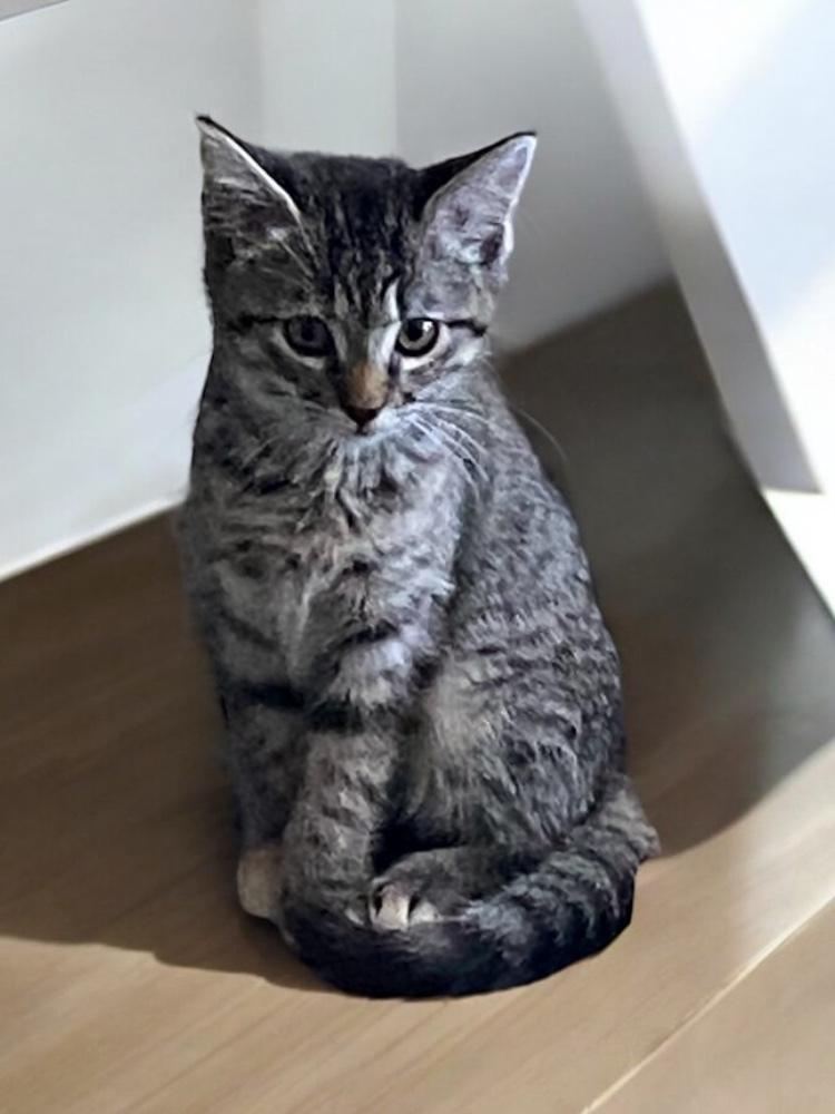 Enlarge Hannah Solo, a Adoptable mixed breed in Dallas, TX image 4/6