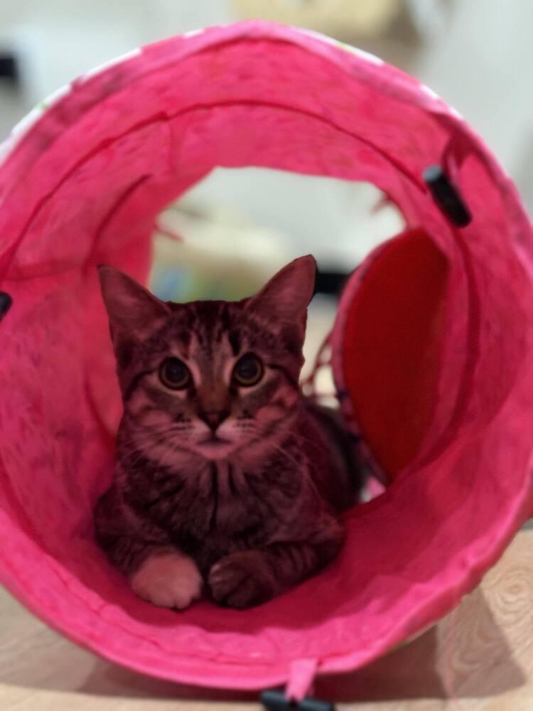 Enlarge Hannah Solo, a Adoptable mixed breed in Dallas, TX image 5/6