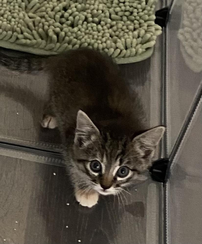 Enlarge Hannah Solo, a Adoptable mixed breed in Dallas, TX image 6/6