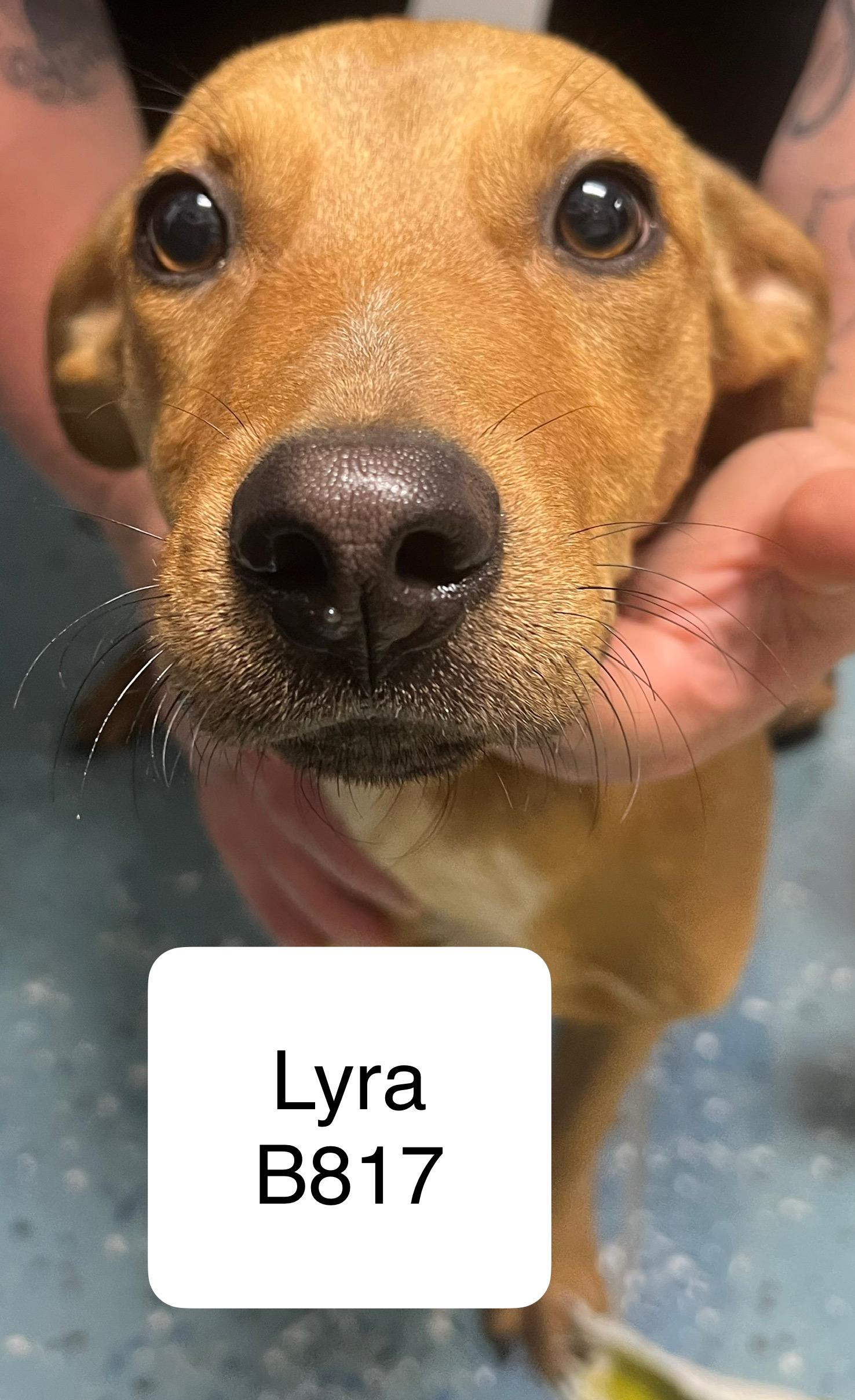 Lyra