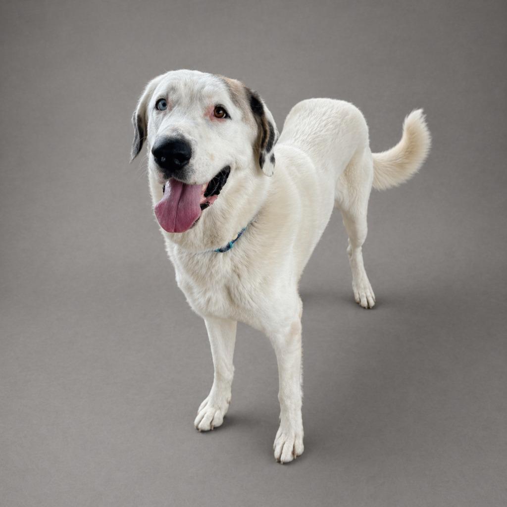 Wuffalo, Adopted, Adult Male Great Pyrenees.
