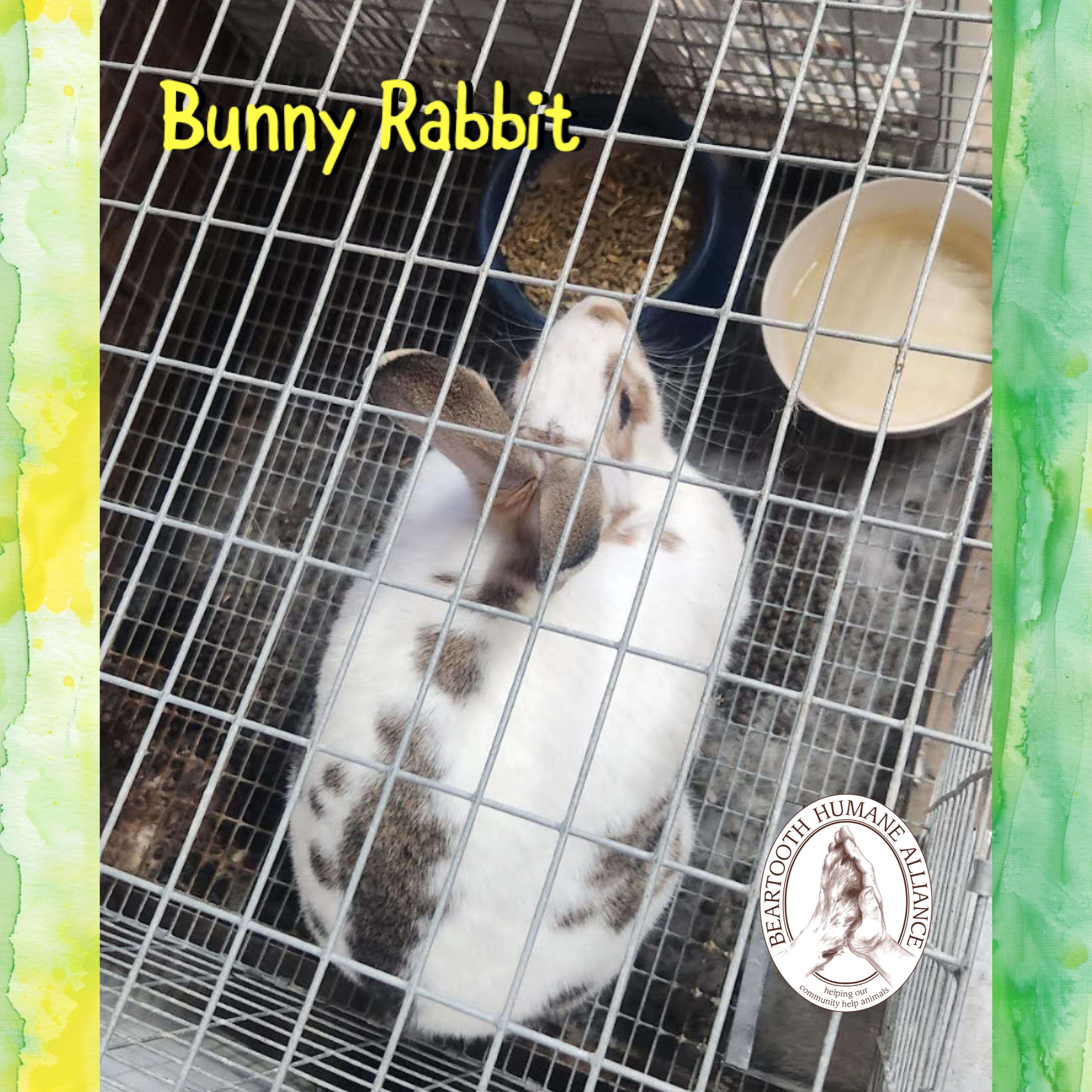 Enlarge Bunny Rabbit, a ADOPTABLE mixed breed in Red Lodge, MT image 2/2
