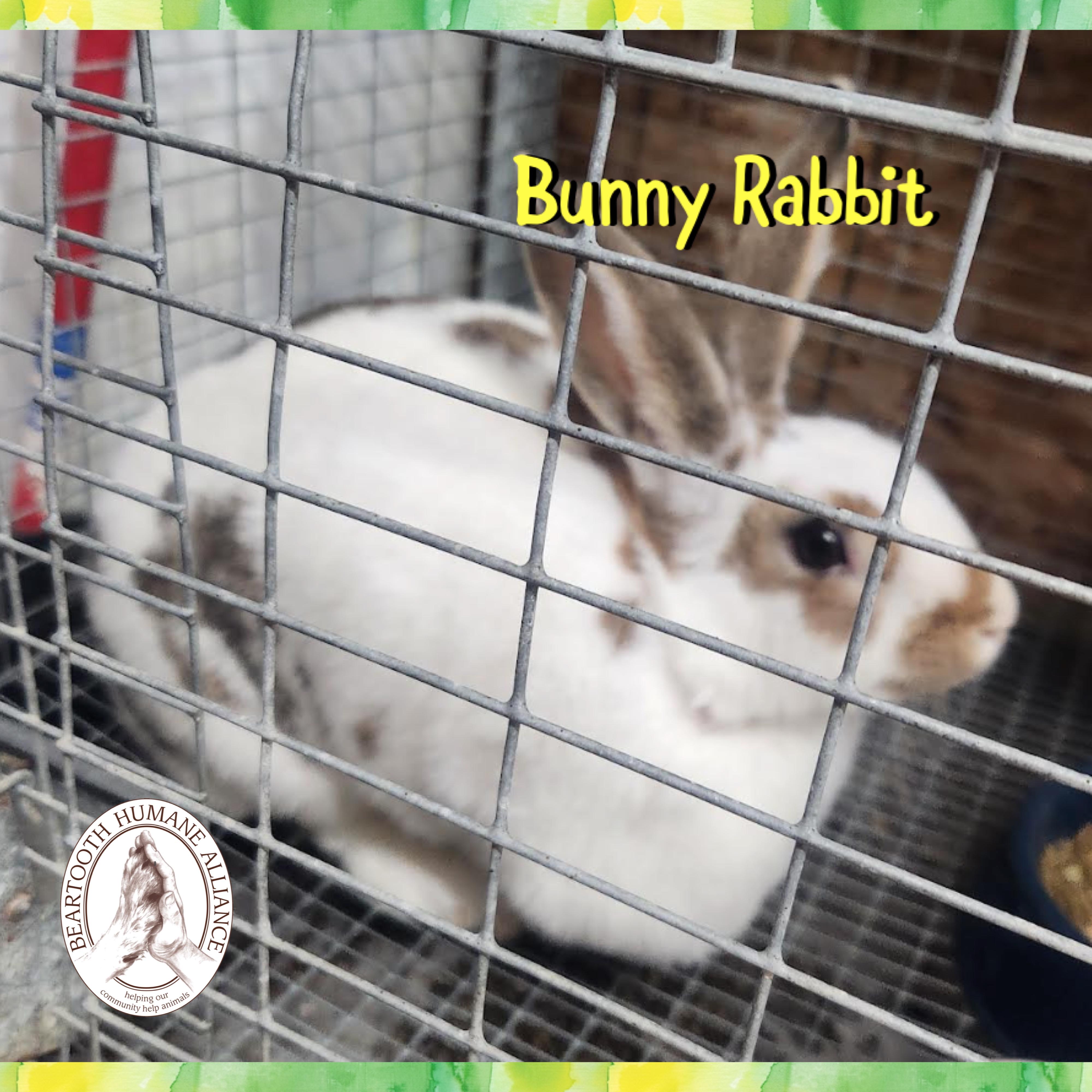 Bunny Rabbit, ADOPTABLE, Adult Female English Spot.