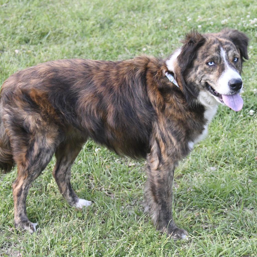 Anna Bell, Adoptable, Adult Female Collie & Mixed Breed.