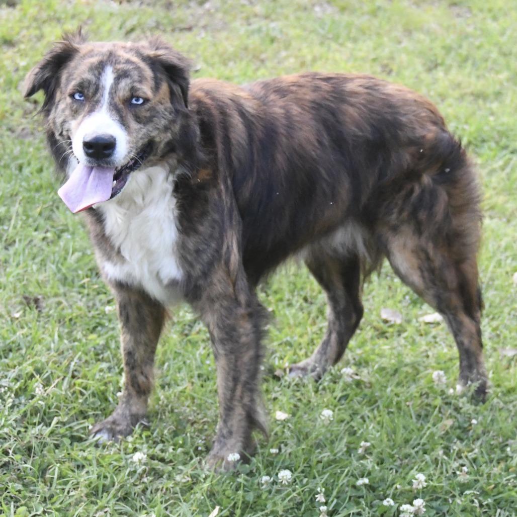 Enlarge Anna Bell, a Adoptable mixed breed in Natchez, MS image 2/3