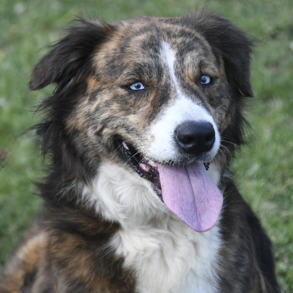 Enlarge Anna Bell, a Adoptable mixed breed in Natchez, MS image 3/3