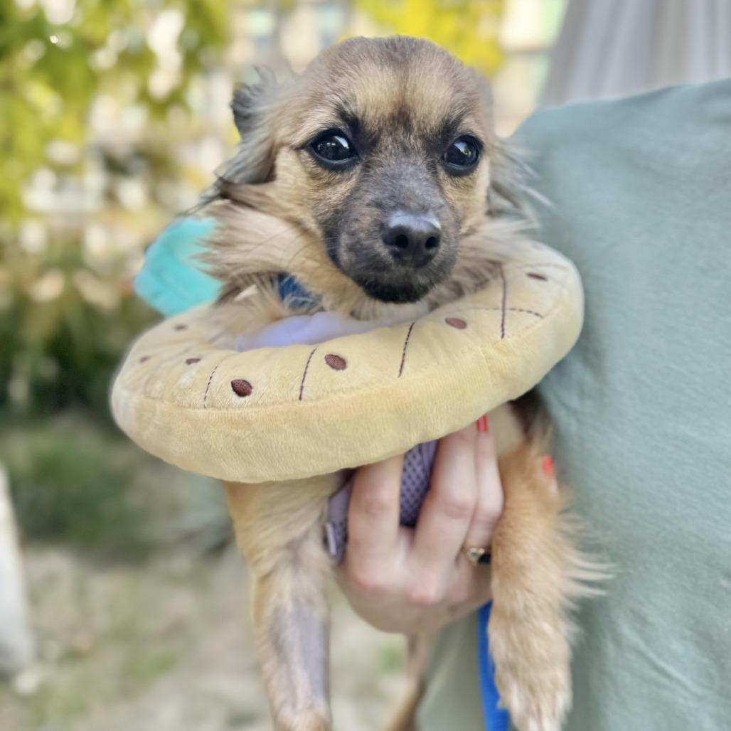 Pineapple, adopted, Young Female Chihuahua.