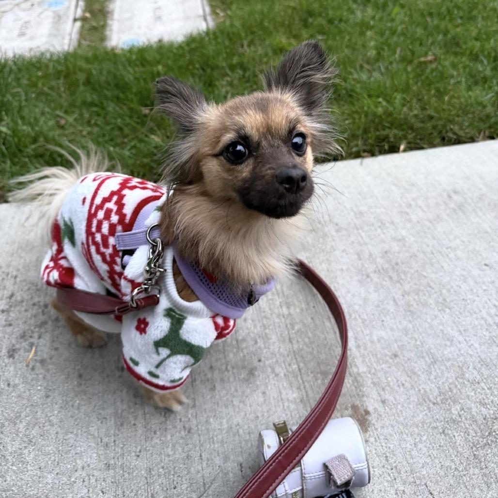 Enlarge Pineapple, an adopted mixed breed in Los Angeles, CA image 2/5