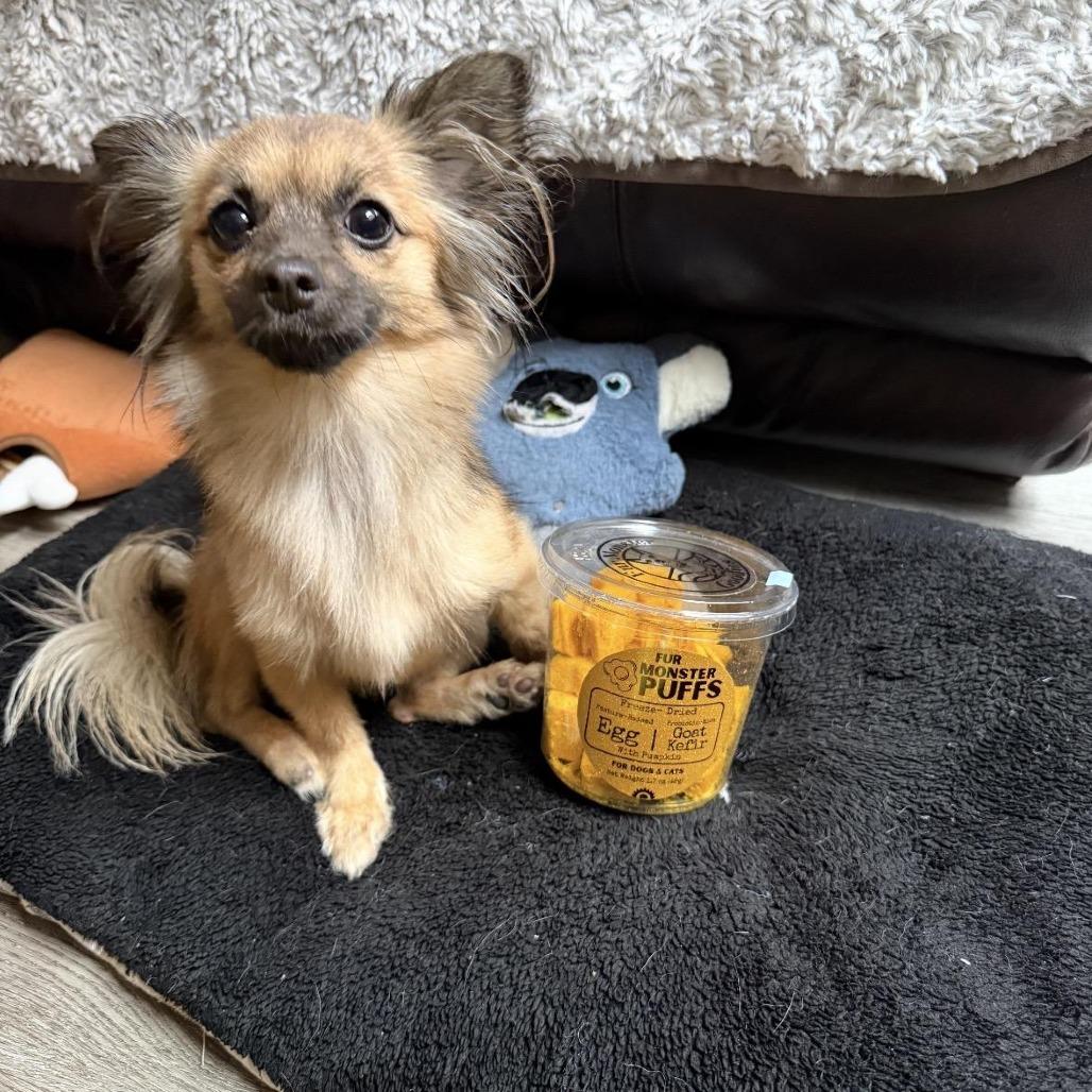 Enlarge Pineapple, an adopted mixed breed in Los Angeles, CA image 3/5