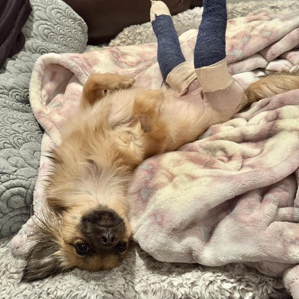 Enlarge Pineapple, an adopted mixed breed in Los Angeles, CA image 4/5