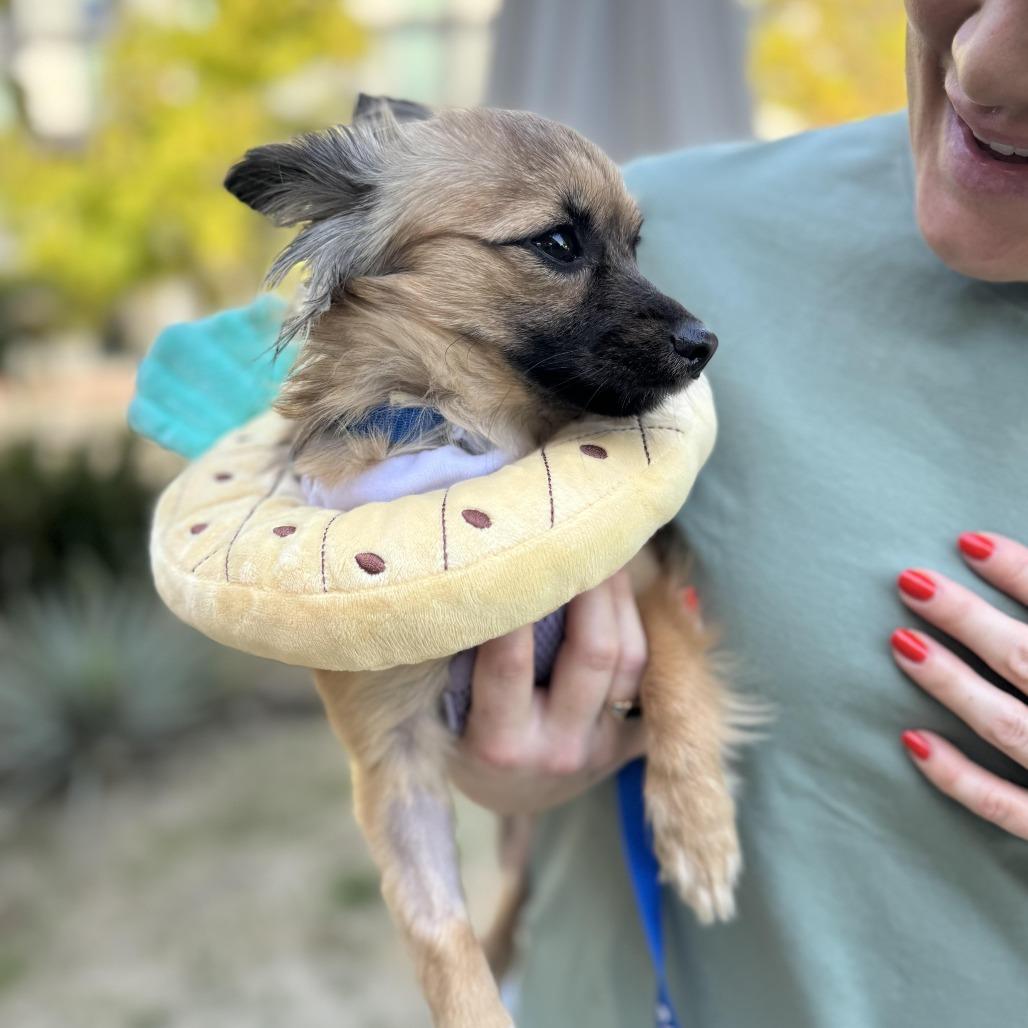 Enlarge Pineapple, an adopted mixed breed in Los Angeles, CA image 5/5