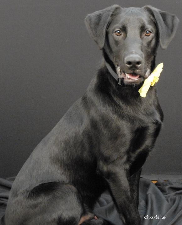 Enlarge Brew, an adoptable Black Labrador Retriever in Newland, NC image 2/4