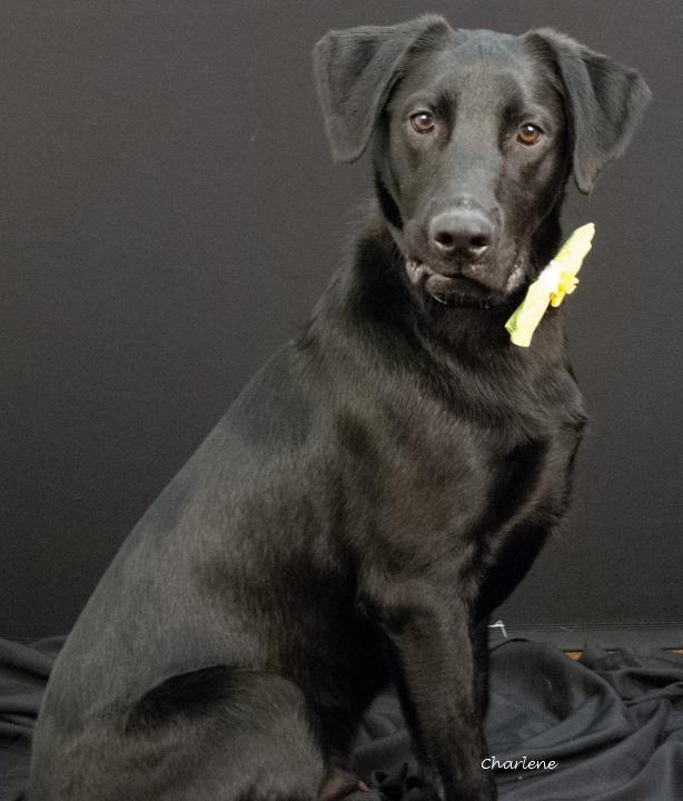 Enlarge Brew, an adoptable Black Labrador Retriever in Newland, NC image 3/4