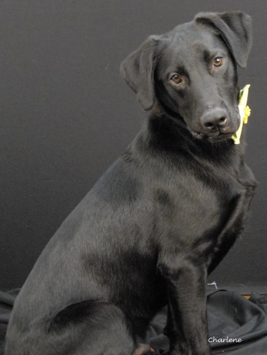 Enlarge Brew, an adoptable Black Labrador Retriever in Newland, NC image 1/4