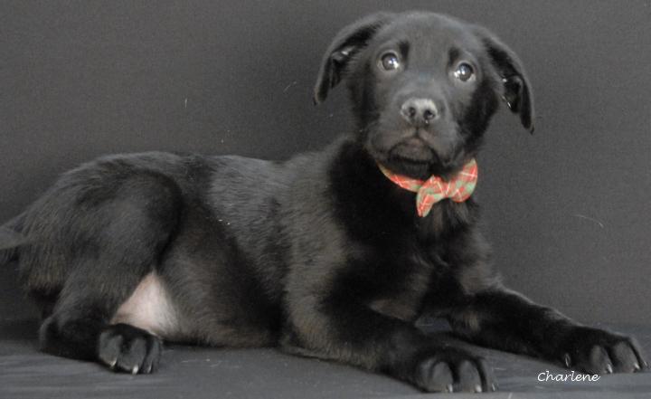 Enlarge Brew, an adoptable Black Labrador Retriever in Newland, NC image 4/4