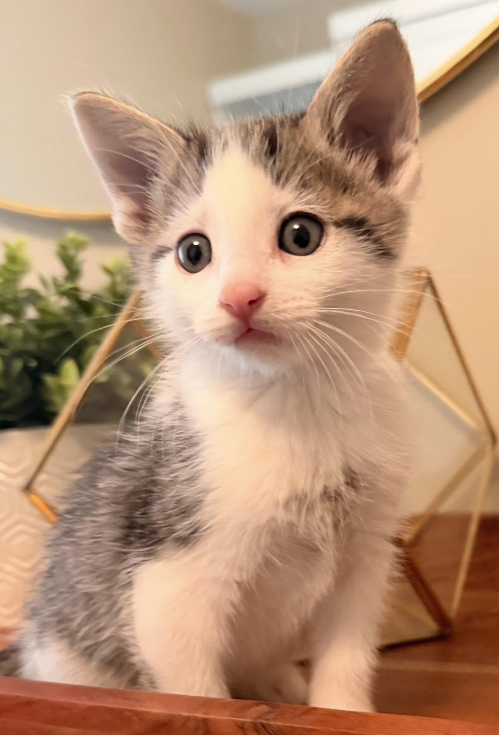 Olaf, Adoptable, Kitten Male Domestic Short Hair & Tabby.