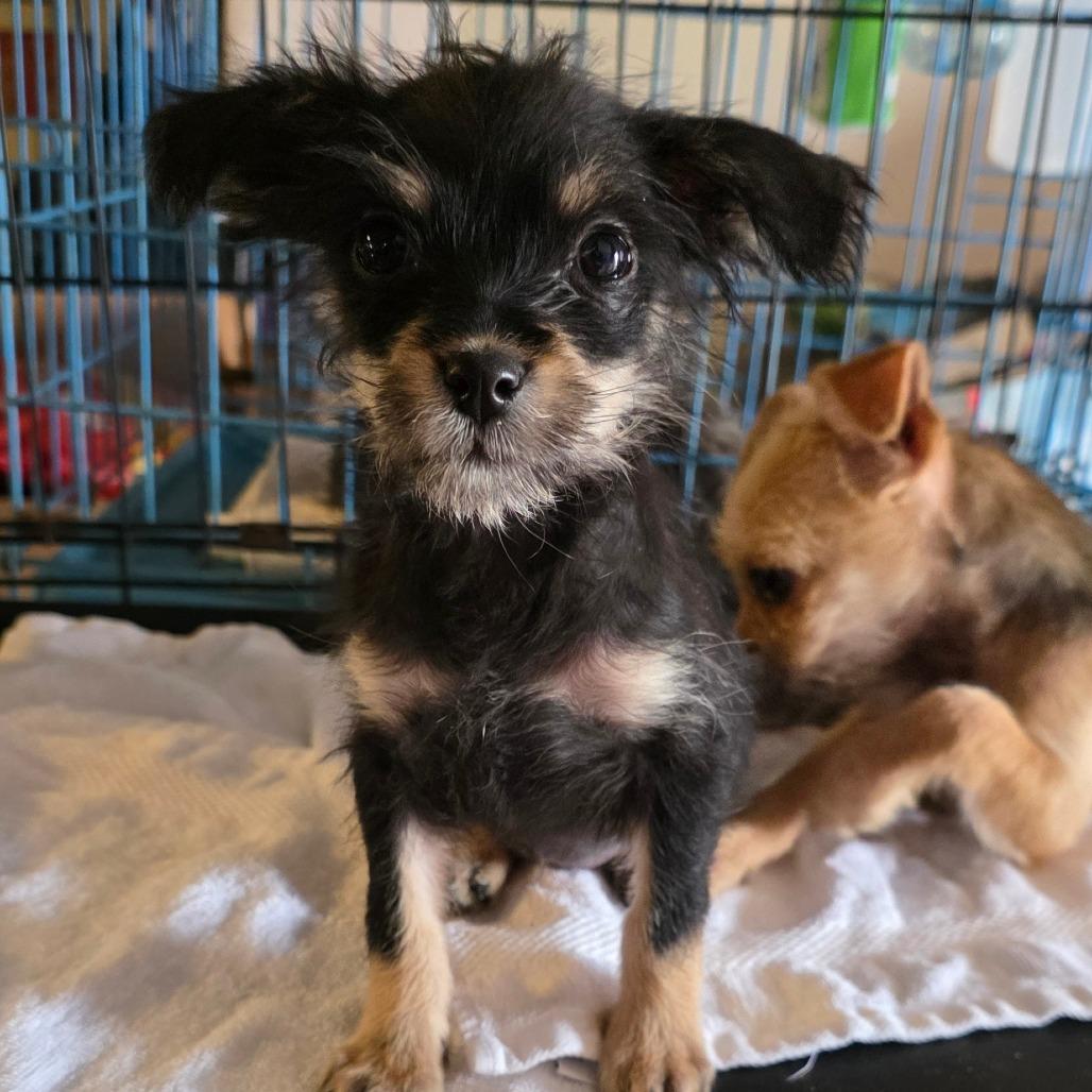 Maria, Adoptable, Puppy Female Chihuahua & Yorkshire Terrier.