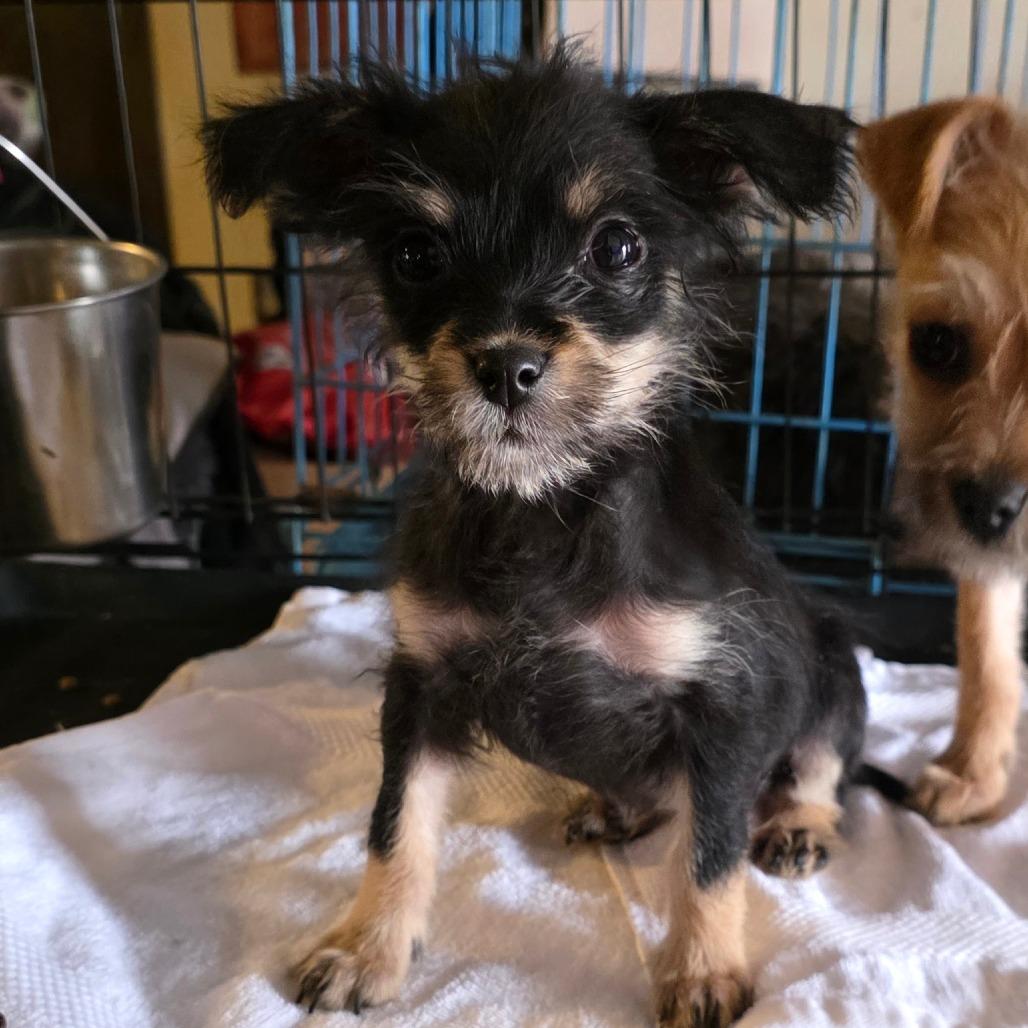 Maria, a Adoptable mixed breed in Goltry, OK image 4/4