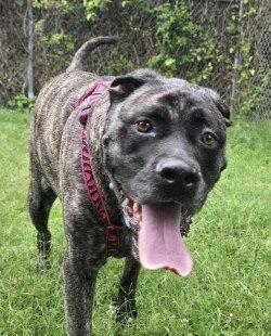 DA 47 Kailey, Adoptable, Adult Female Cane Corso.