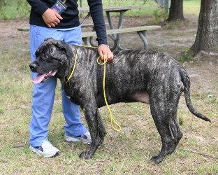 Enlarge DA 47 Kailey, a Adoptable Cane Corso in Glen Allen, VA image 2/3