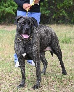 Enlarge DA 47 Kailey, a Adoptable Cane Corso in Glen Allen, VA image 3/3