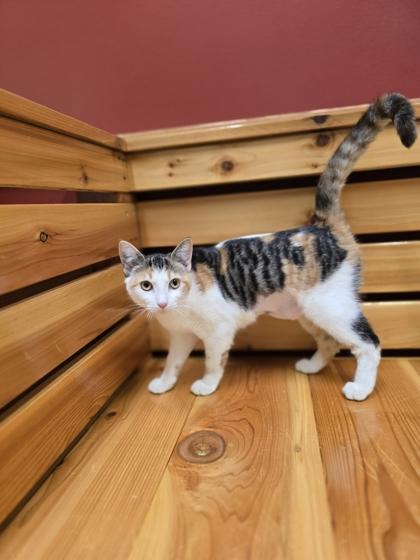 March, Adoptable, Kitten Female Domestic Short Hair.