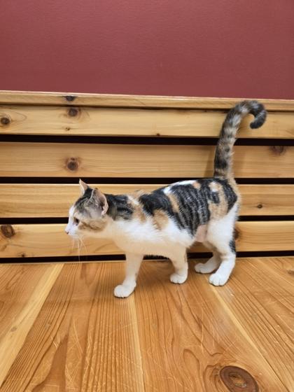 Enlarge March, a Adoptable mixed breed in Woodstock, IL image 3/4