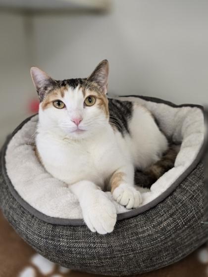 March, Adoptable, Kitten Female Domestic Short Hair.