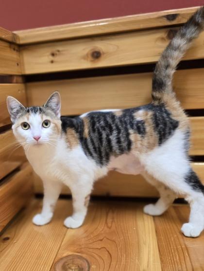 Enlarge March, a Adoptable mixed breed in Woodstock, IL image 4/4