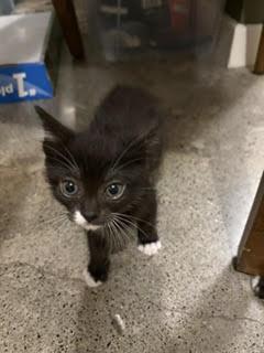Nutmeg, adopted, Kitten Male Domestic Short Hair.